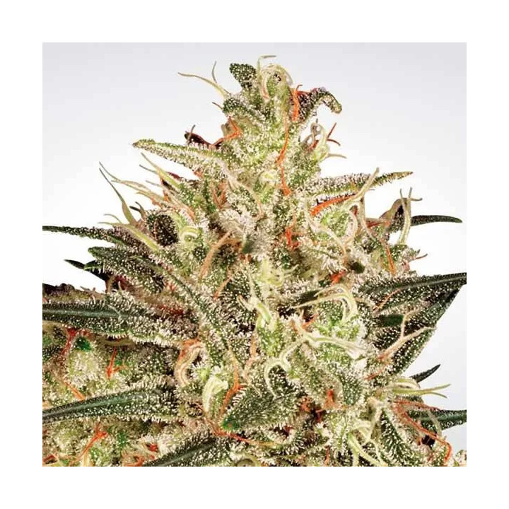 Atomical Hzae Feminizada Paradise Seeds