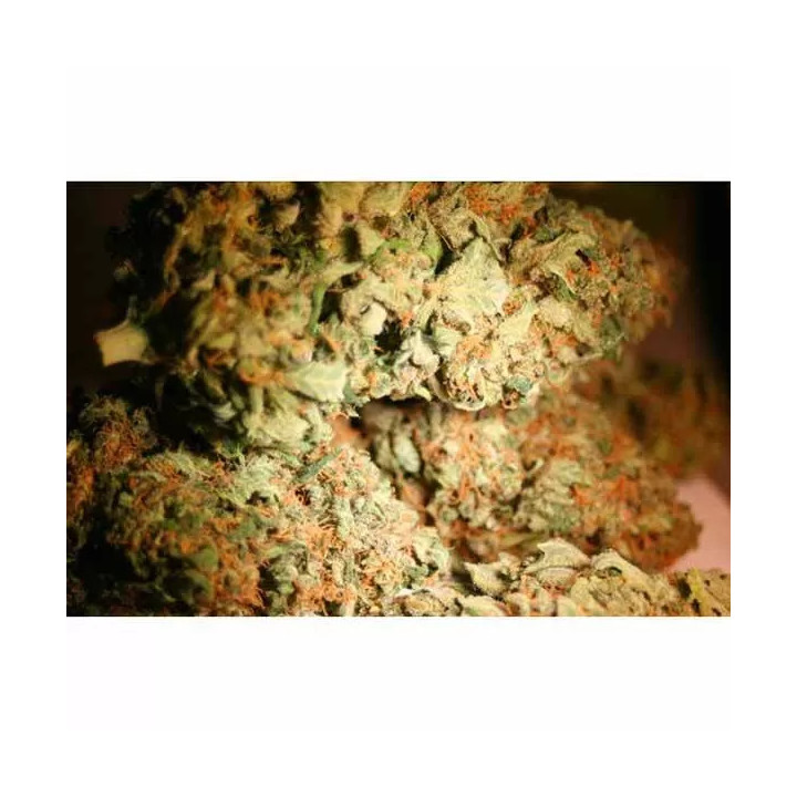 Atomical Hzae Feminizada Paradise Seeds