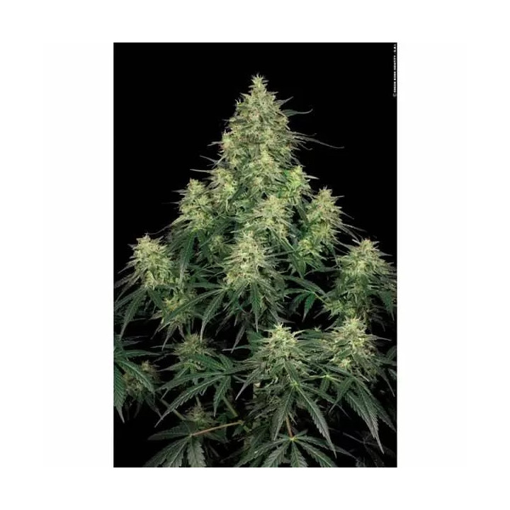 Atomical Hzae Feminizada Paradise Seeds