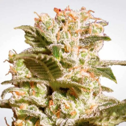 Belladonna Feminizada 【Paradise Seeds】