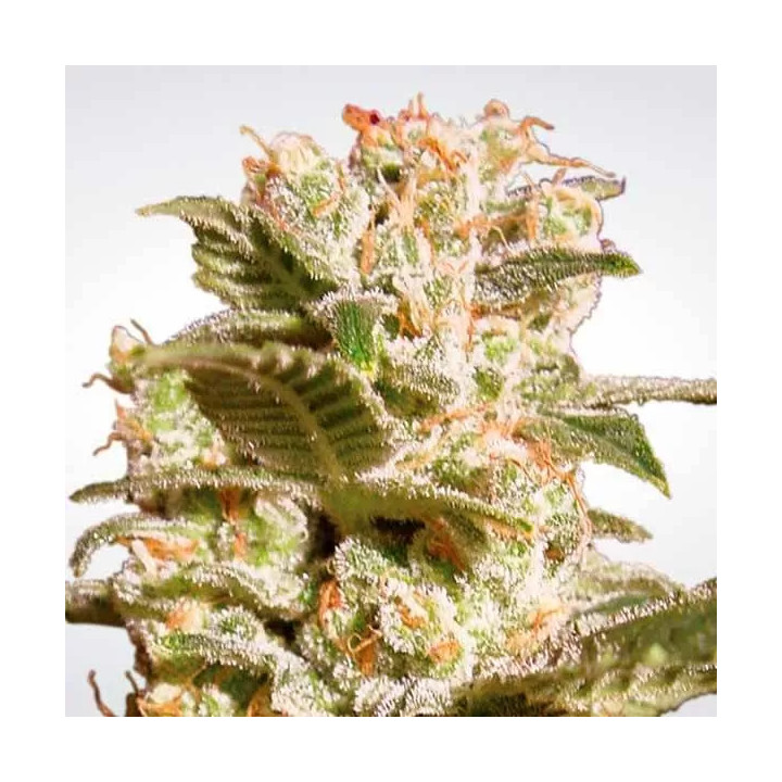 Belladonna Feminizada Paradise Seeds