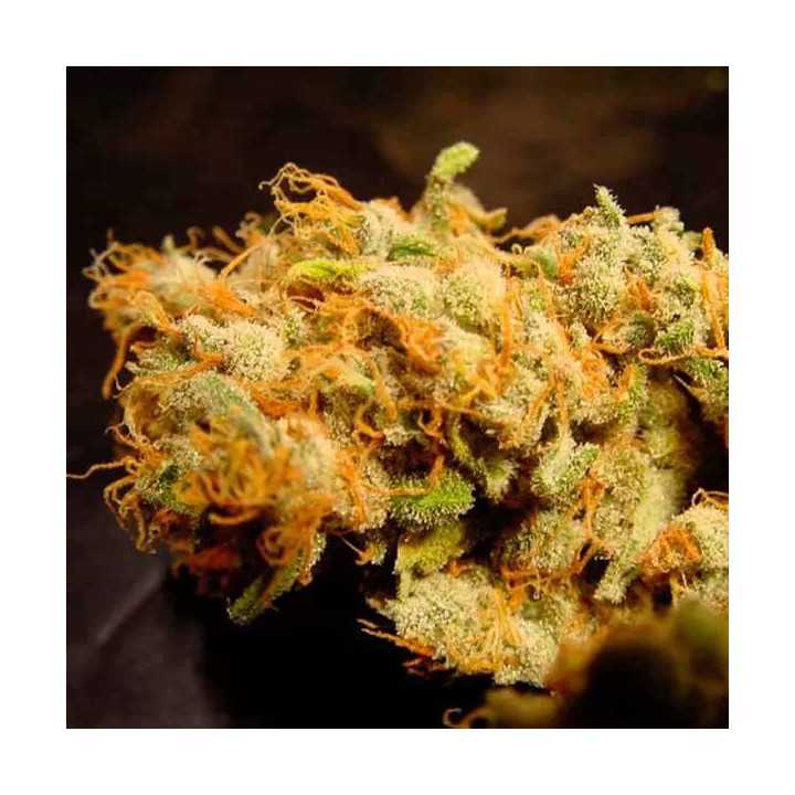 Belladonna Feminizada Paradise Seeds