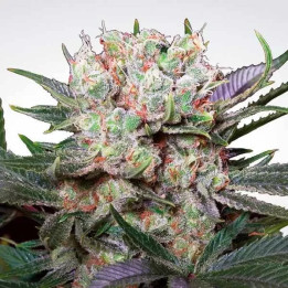 Californian Gold Feminizada 【Paradise Seeds】