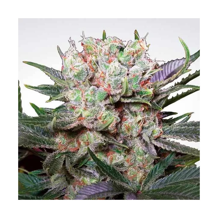 Californian Gold Feminizada Paradise Seeds