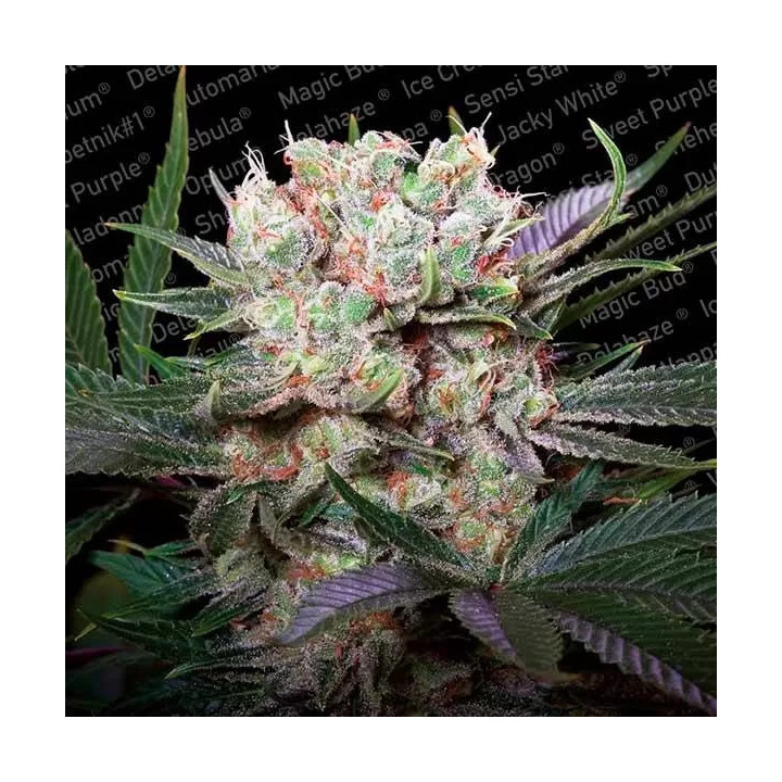 Californian Gold Feminizada Paradise Seeds