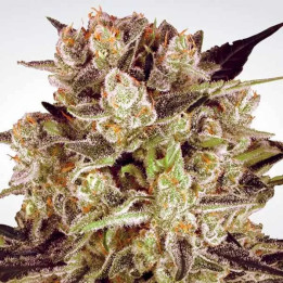 Durga Mata II CBD Feminizada 【Paradise Seeds】