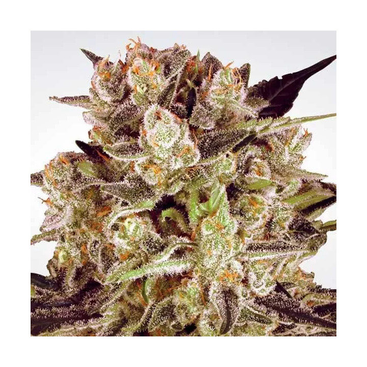 Durga Mata II CBD Feminizada Paradise Seeds
