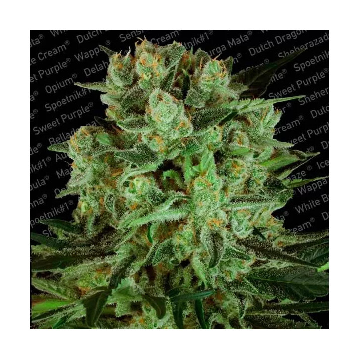 Durga Mata II CBD Feminizada Paradise Seeds