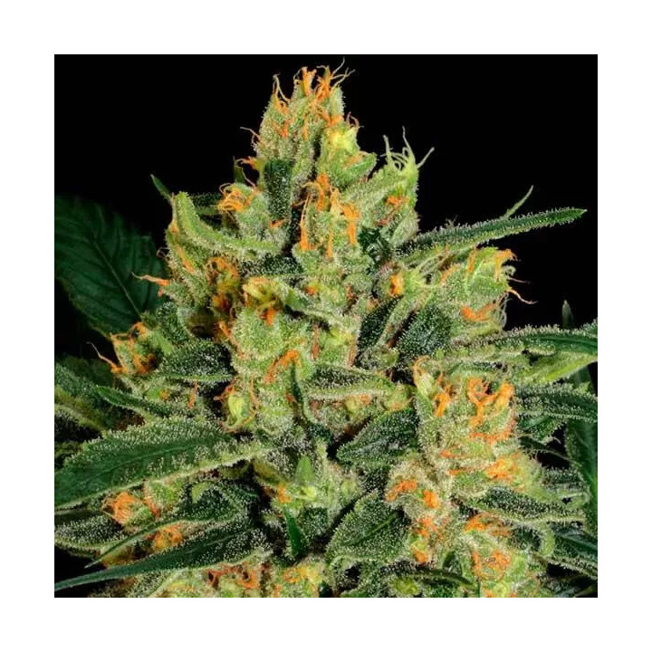 Durga Mata II CBD Feminizada Paradise Seeds