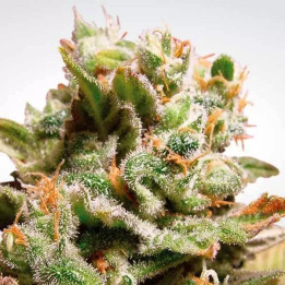 Dutch Dragon Feminizada 【Paradise Seeds】