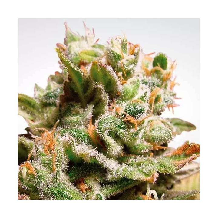 Dutch Dragon Feminizada 【Paradise Seeds】