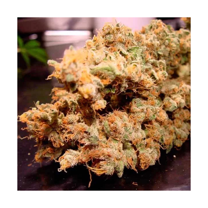 Dutch Dragon Feminizada 【Paradise Seeds】