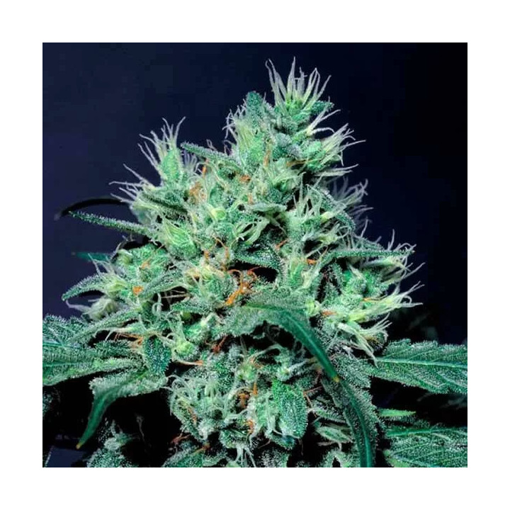 Dutch Dragon Feminizada 【Paradise Seeds】
