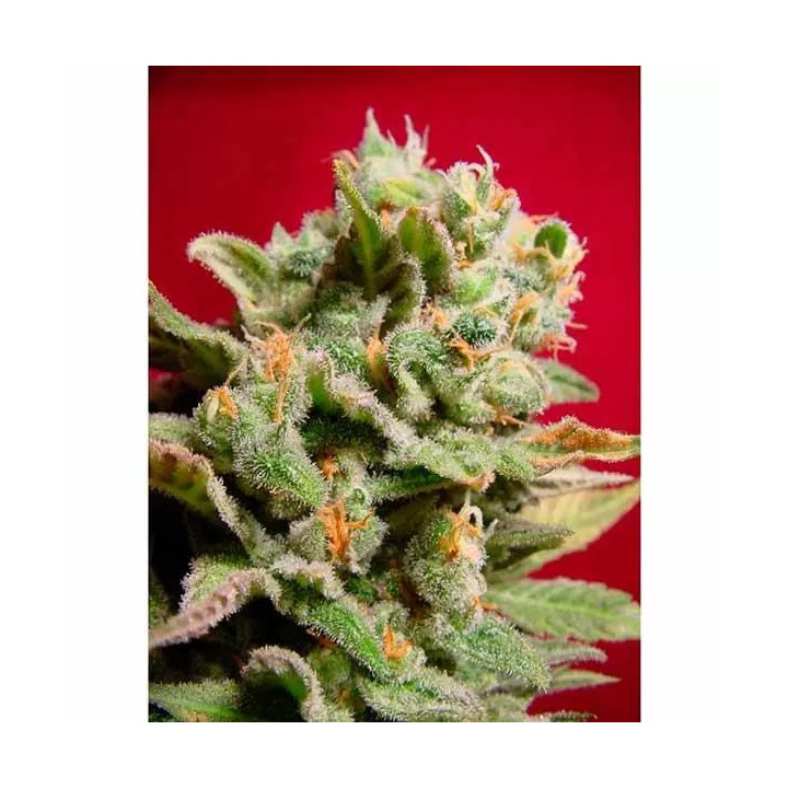 Dutch Dragon Feminizada 【Paradise Seeds】