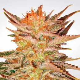 Ice Cream Feminizada 【Paradise Seeds】