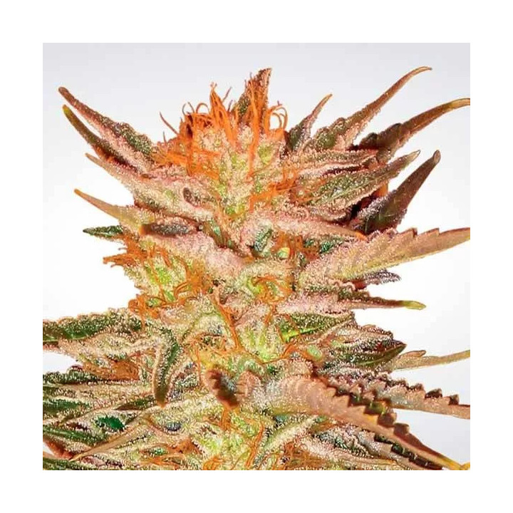 Ice Cream Feminizada 【Paradise Seeds】