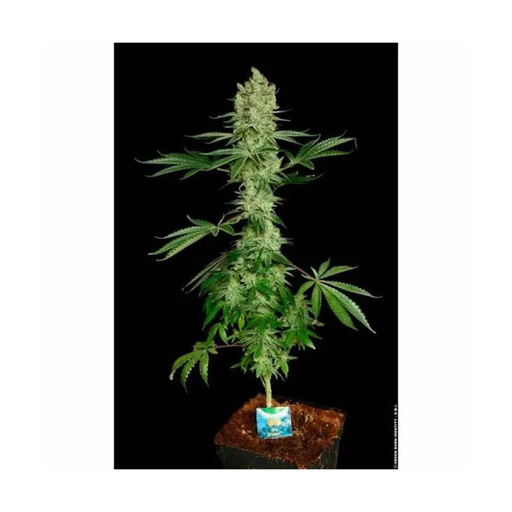 Ice Cream Feminizada 【Paradise Seeds】
