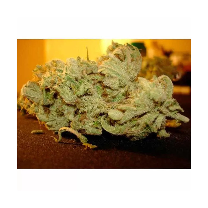 Ice Cream Feminizada 【Paradise Seeds】