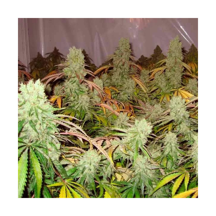 Ice Cream Feminizada 【Paradise Seeds】