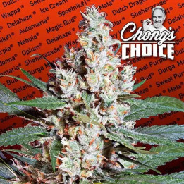 L.A. Amnesia Feminizada 【Paradise Seeds】