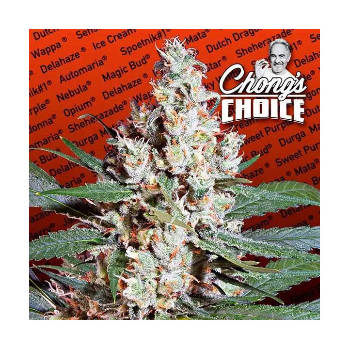L.A. Amnesia Feminizada Paradise Seeds