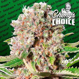 Mendocino Skunk Feminizada 【Paradise Seeds】