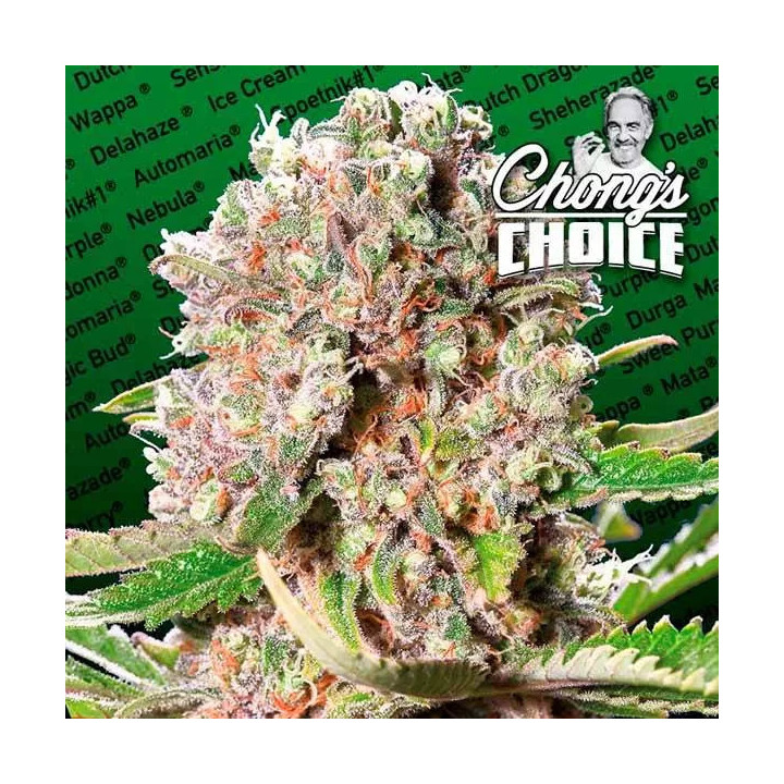 Mendocino Skunk Feminizada Paradise Seeds