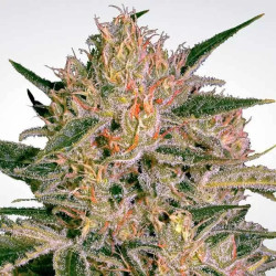 NEBULA II CBD