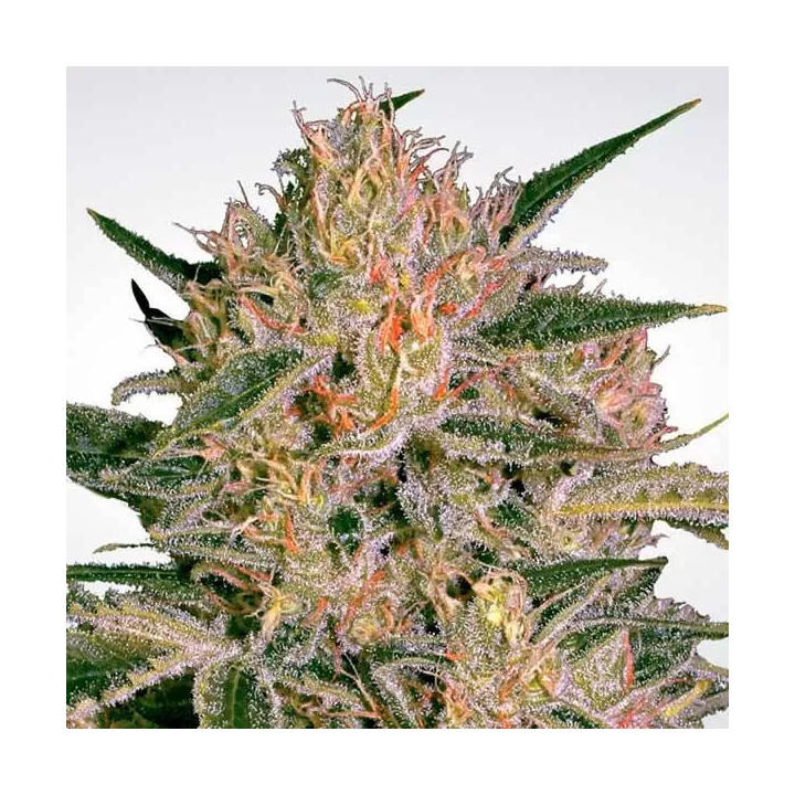 Nebula II CBD Feminizada 【Paradise Seeds】