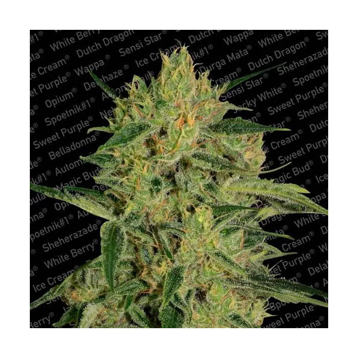 Nebula II CBD Feminizada 【Paradise Seeds】