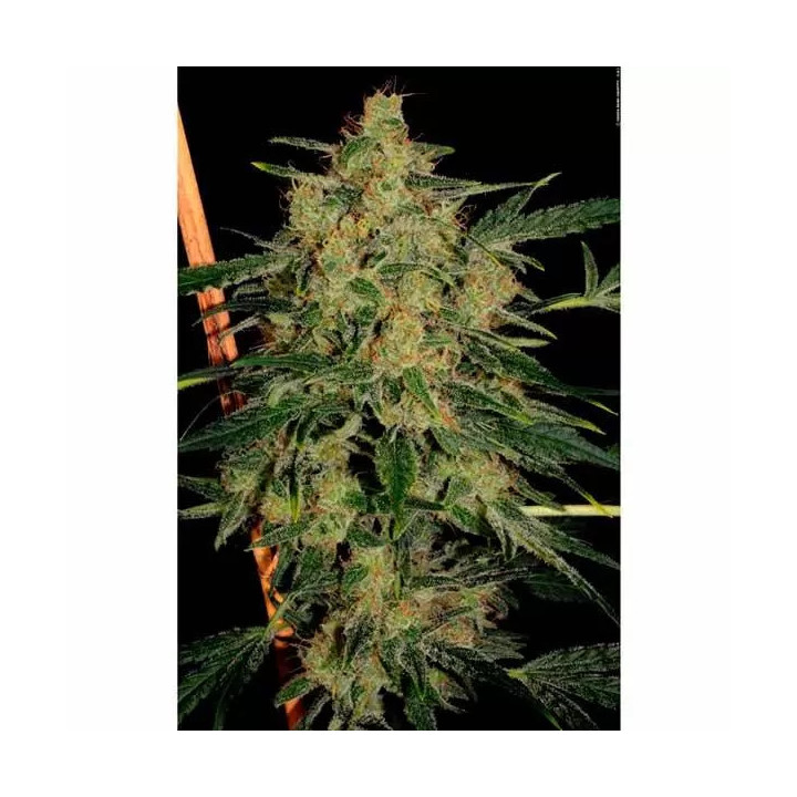 Nebula II CBD Feminizada 【Paradise Seeds】