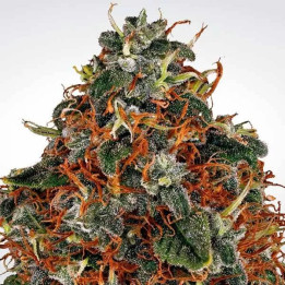 Space Cookies Feminizada 【Paradise Seeds】