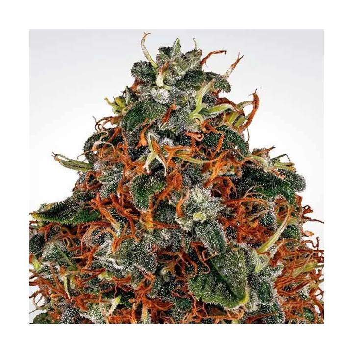 Space Cookies Feminizada 【Paradise Seeds】