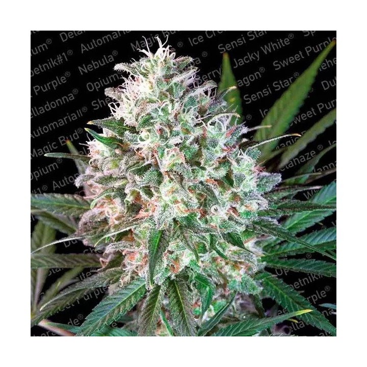 Space Cookies Feminizada 【Paradise Seeds】