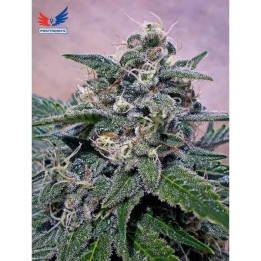 SuperCheese Feminizada Positronics Seeds