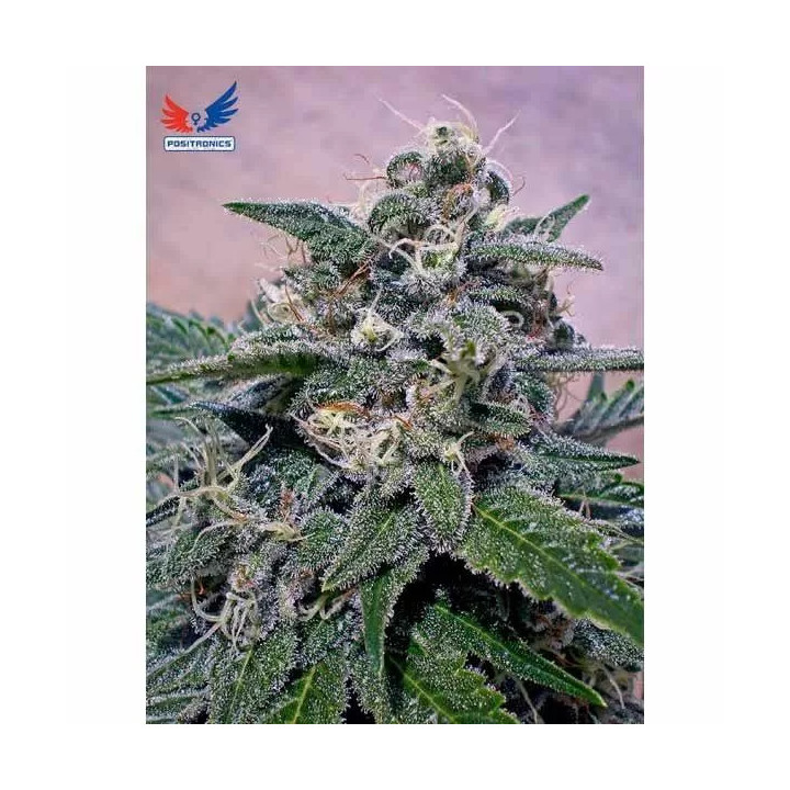 SuperCheese Feminizada Positronics Seeds