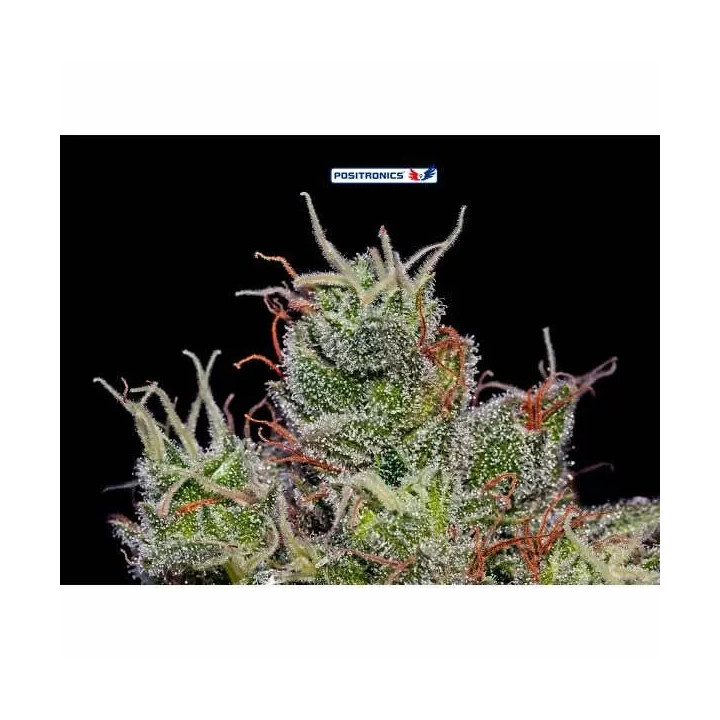 SuperCheese Feminizada Positronics Seeds
