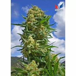  Black Widow Feminizada 【Positronics Seeds】
