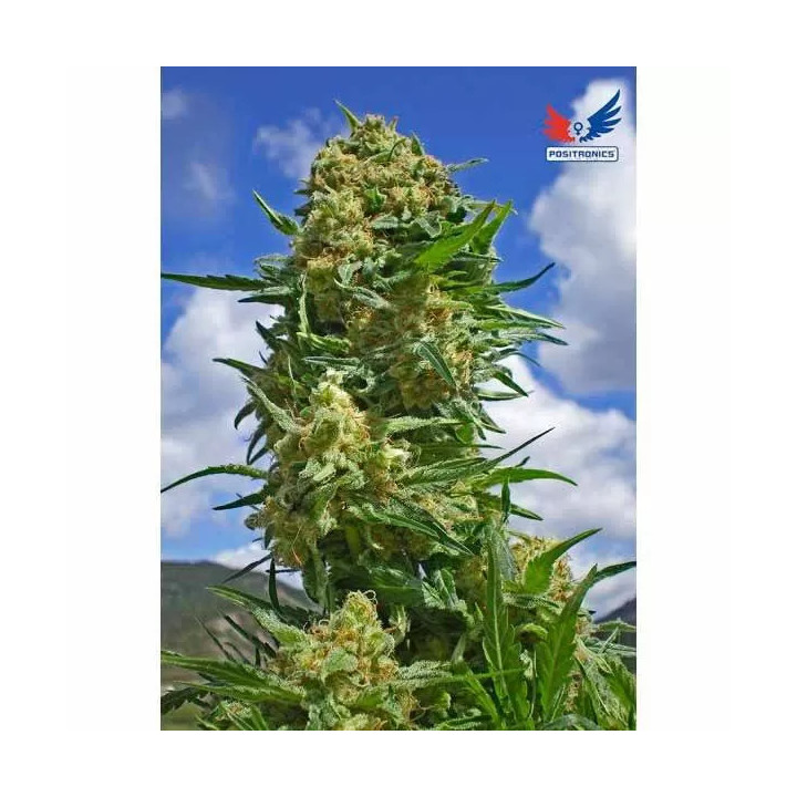  Black Widow Feminizada 【Positronics Seeds】