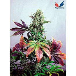  Purple Haze #1 Feminizada 【Positronics Seeds】