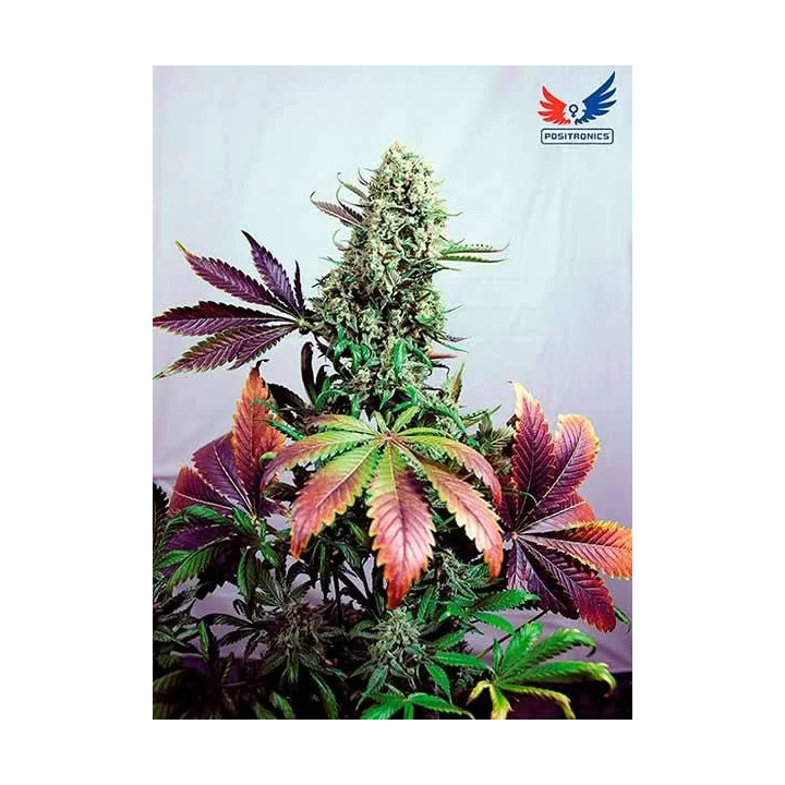 Purple Haze #1 Feminizada Positronics Seeds