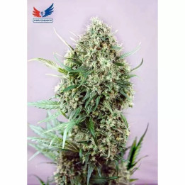 Jack Diesel Feminizada 【Positronics Seeds】