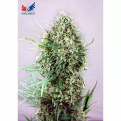 JACK DIESEL