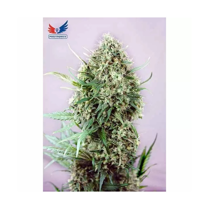 Jack Diesel Feminizada Positronics Seeds