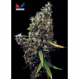 Cum Laude Feminizada 【Positronics Seeds】
