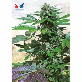  Blue Rhino Feminizada 【Positronics Seeds】