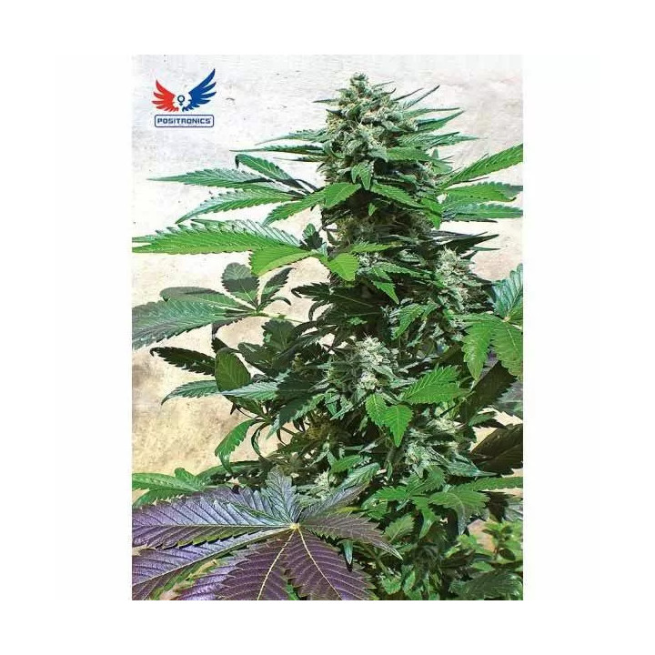 Blue Rhino Feminizada Positronics Seeds