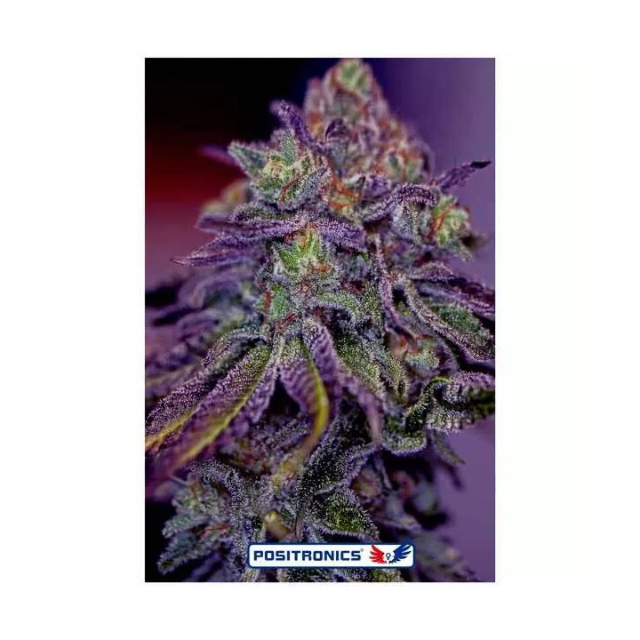 Blue Rhino Feminizada Positronics Seeds