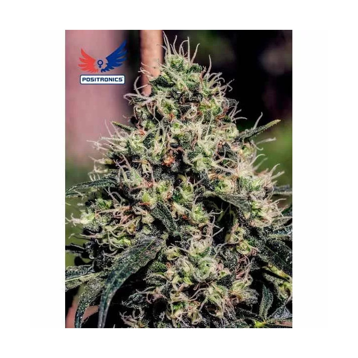 Lemon Trip Feminizada Positronics Seeds