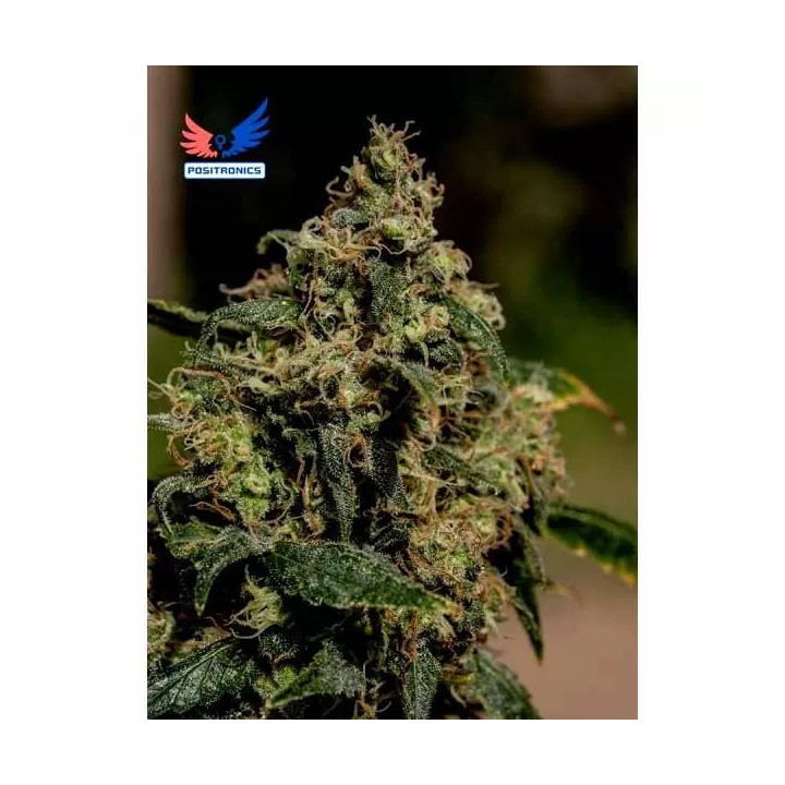 Lemon Trip Feminizada Positronics Seeds